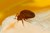 Do I Need Bed Bug Pest Control?