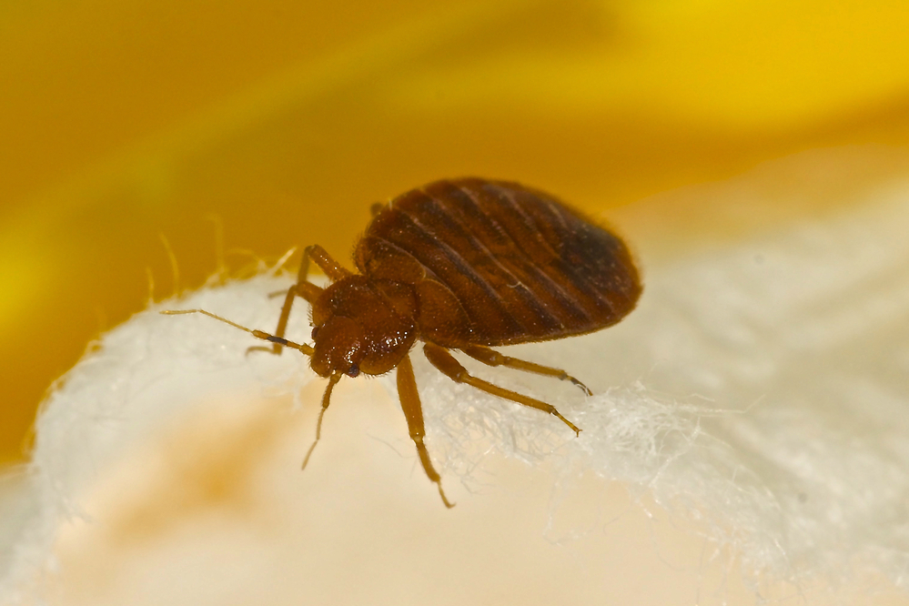 Do I Need Bed Bug Pest Control?